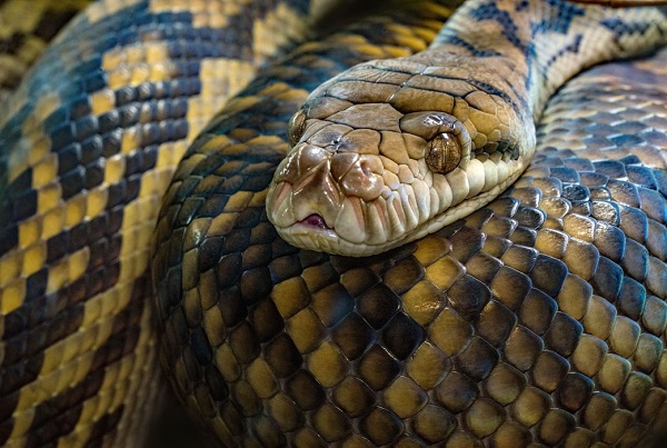 best snake cages