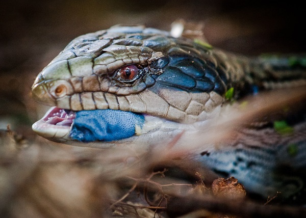 best substrate for blue tongue skinks