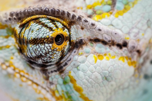 best substrate for chameleons