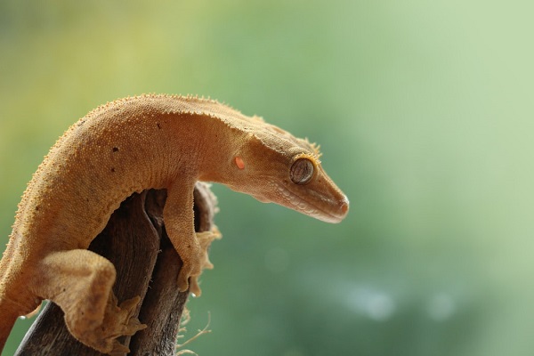 best substrate for crested geckos