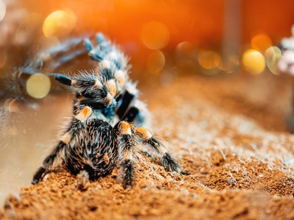 best substrate for tarantulas