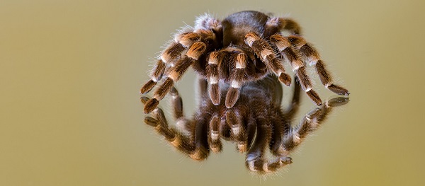 best tarantula enclosures