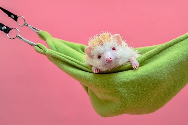 Best Toys for Hedgehogs