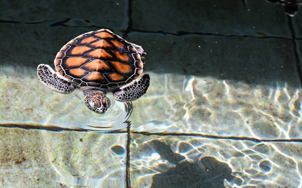best turtle tank heater