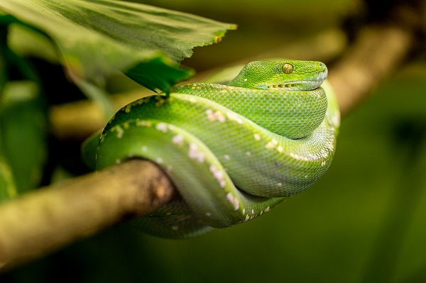 best way to heat a snake tank