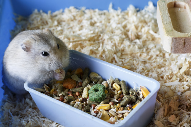 Dwarf hamster munching on food in cage
