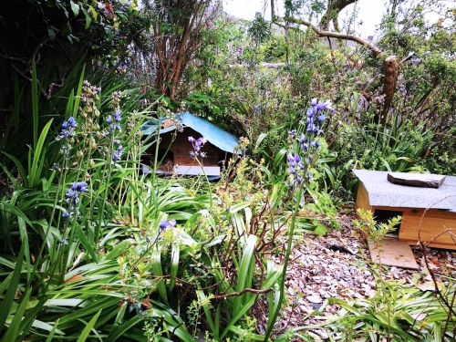 hedgehog house garden