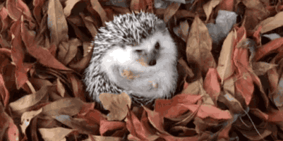 hedgehog in leaves gif