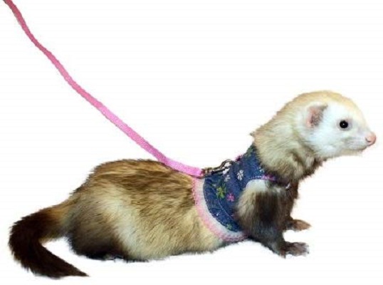 Marshall Ferret Fashion Lead