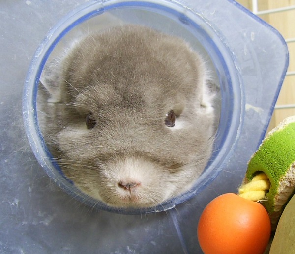 best chinchilla dust bath