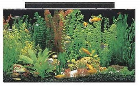 SeaClear Acrylic Aquarium