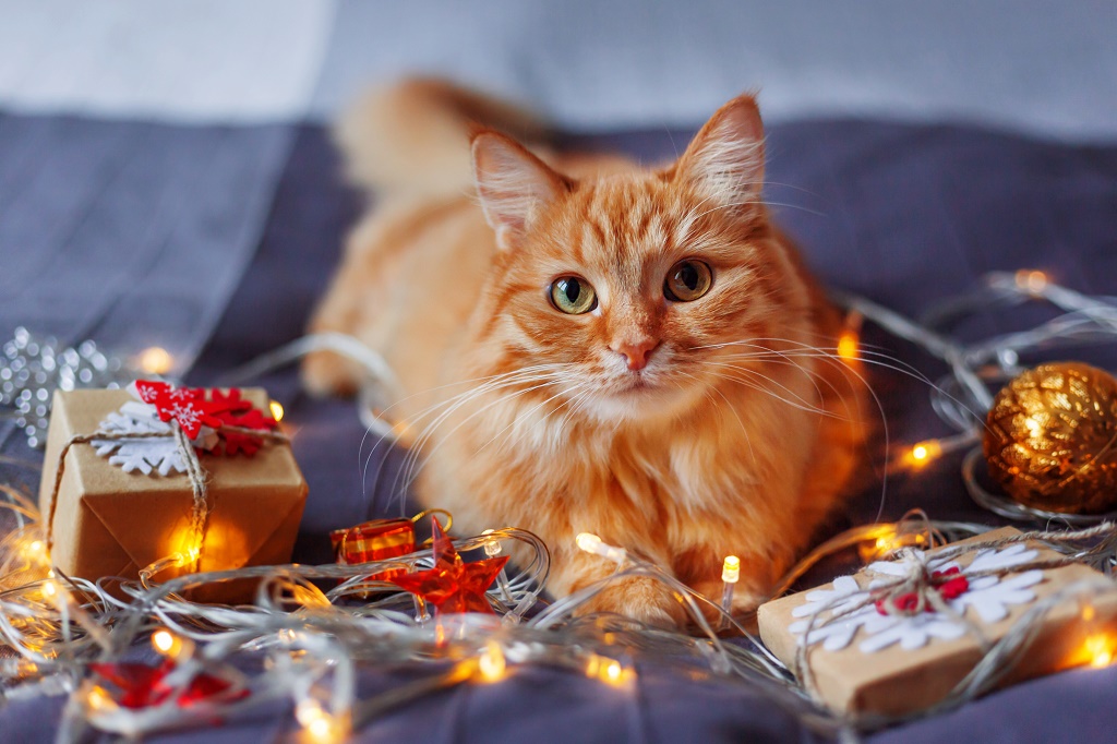 Cute ginger cat lying in bed with shining light bulbs and New Ye