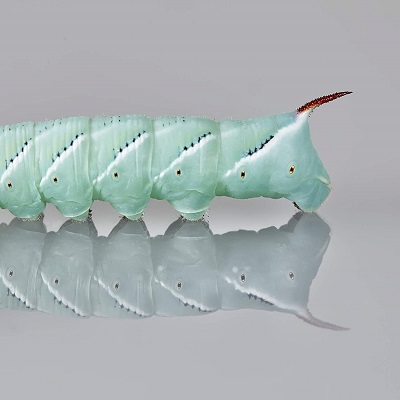 DBDPet Premium Live Hornworms