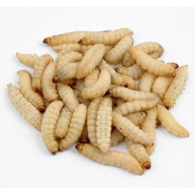 Galleria Mellonella Live Waxworms