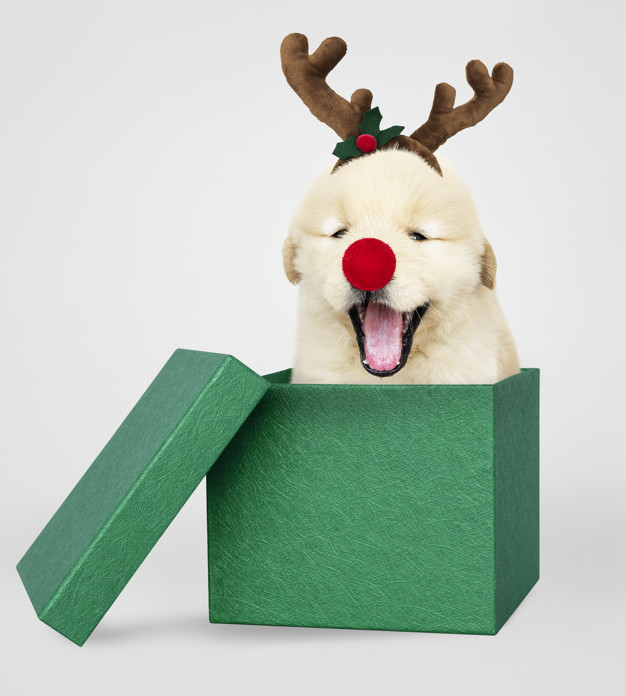 Funny golden retriever puppy as a Christmas gift