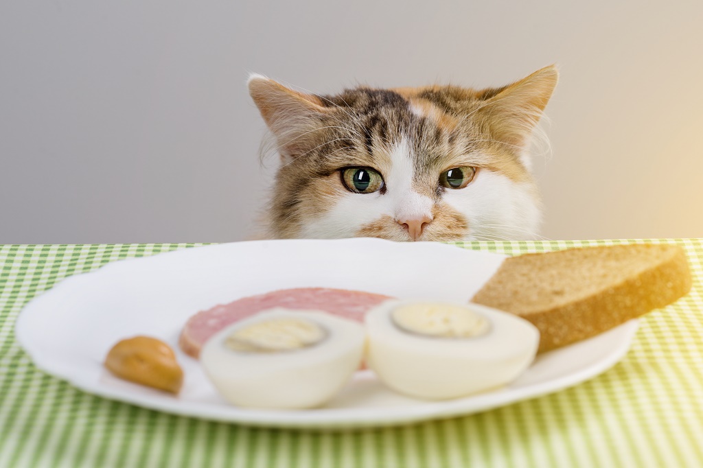 Hungry cat about to steal sausage from the table