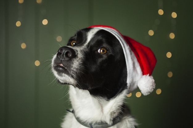 Dog in Santa hat