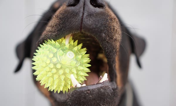 12 Best Dog Chew Toys to Keep Your Home Safe from Fido’s Teeth