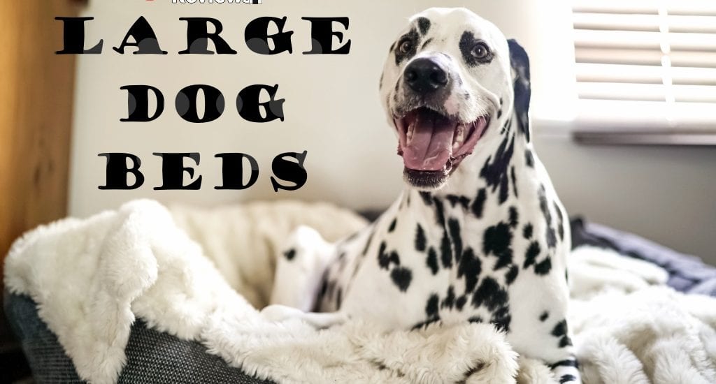 dalmatian in a large dog bed