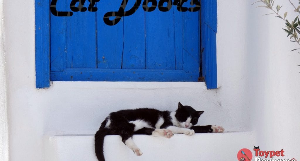 cat sleeping in front of door