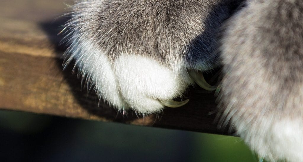 closeup on cat claws