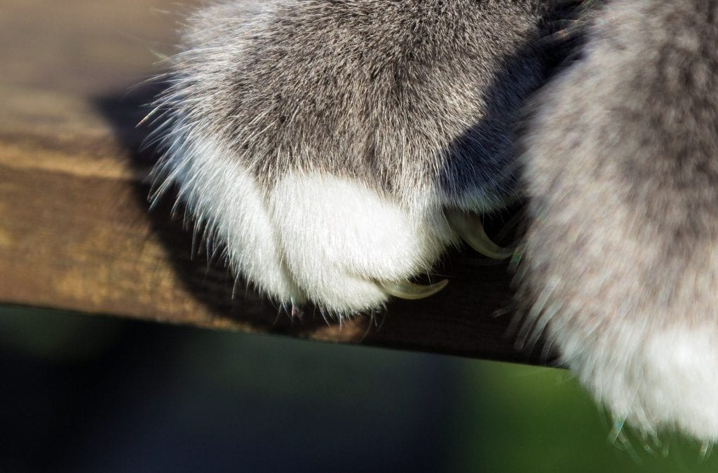 8 Cat Scratching Posts for Keeping those Claws Sharp