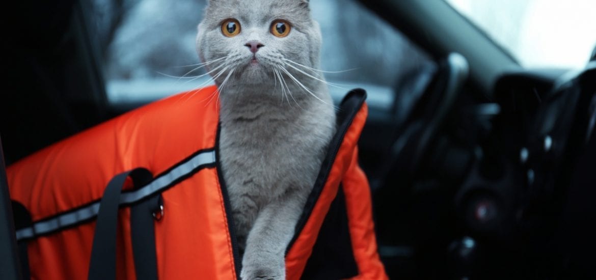 cat in cat carrier in car