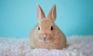 10 Best Toys for Rabbits & Their Fun