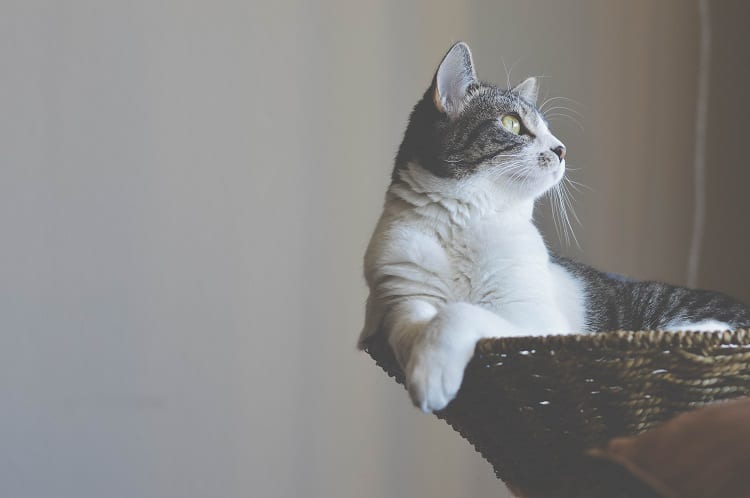10 Best Cat Tree Picks for Her Majesty, Your Feline