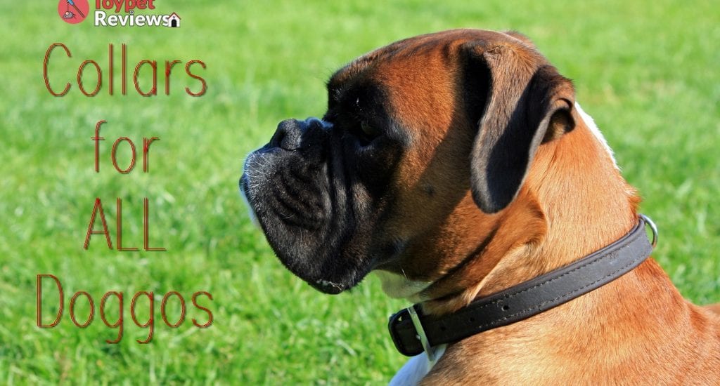 dog wearing dog collar