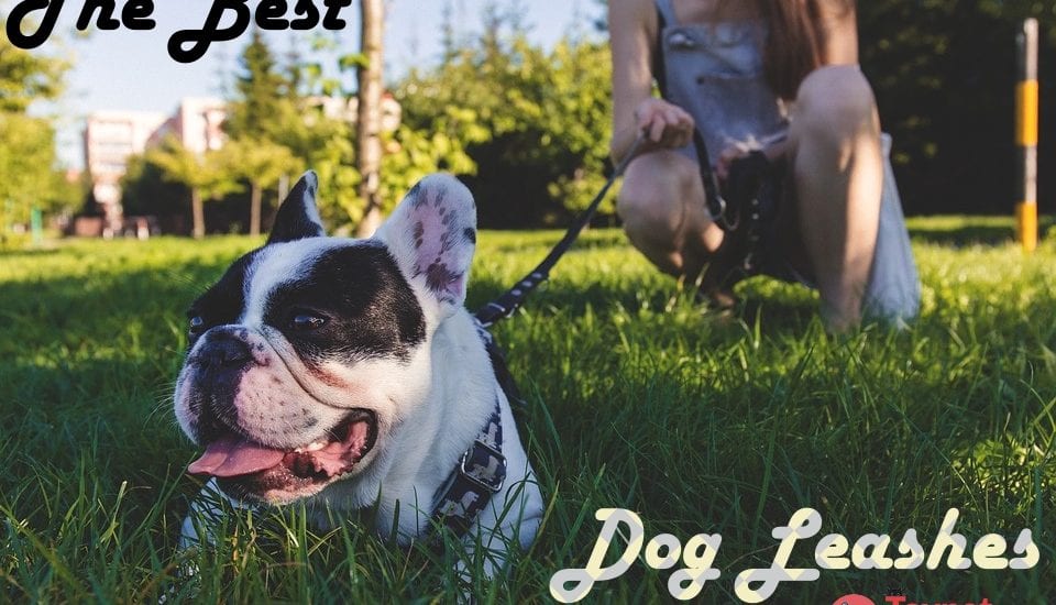 dog in leash in grass