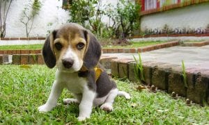 10 Best Dog Toys for Beagles to Help Channel Their Energy