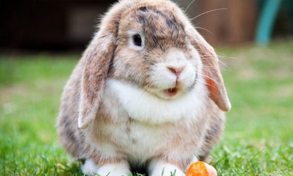 bunny rabbit on grass