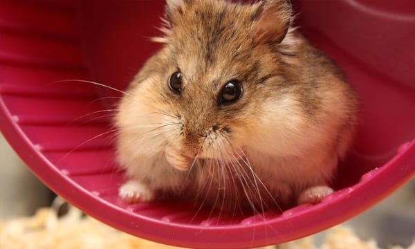 7 Best Hamster Wheels to Keep Your Furry Friend Happy and Active
