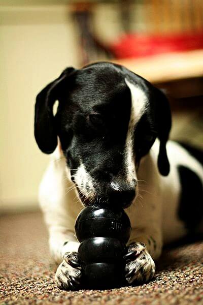 black and white dog with black kong toy in its mouth 