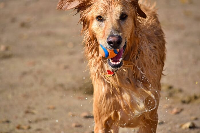 golden retriever running with rubber toy in mouth 