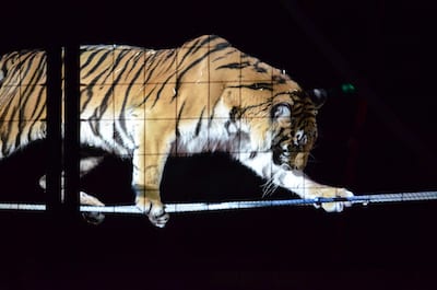 Circus Animal Cruelty at its Worst? Tiger Collapses in Seizures during Show