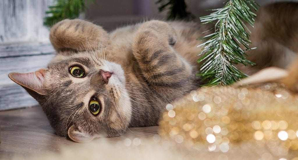 small kitten under an evergreen tree