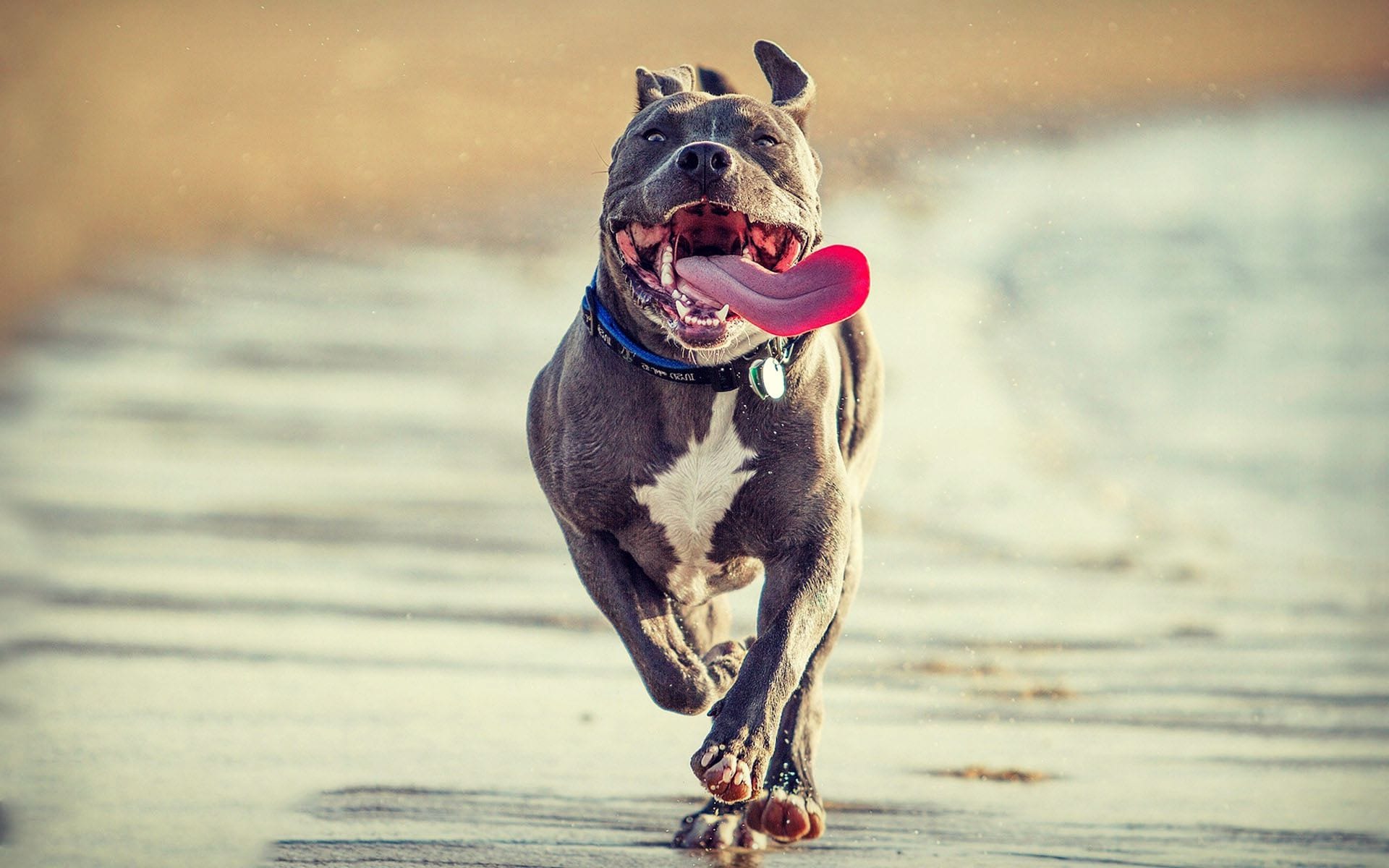 Pitbull dog running on the beach 