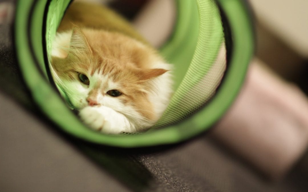 9 Best Cat Tunnels to Keep Them Easily Entertained