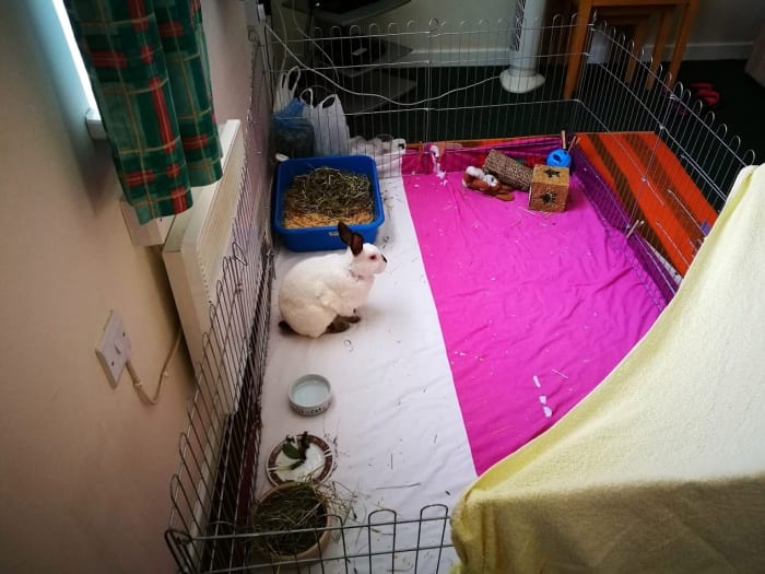 speedy the pet rabbit in his xpen enclosure 