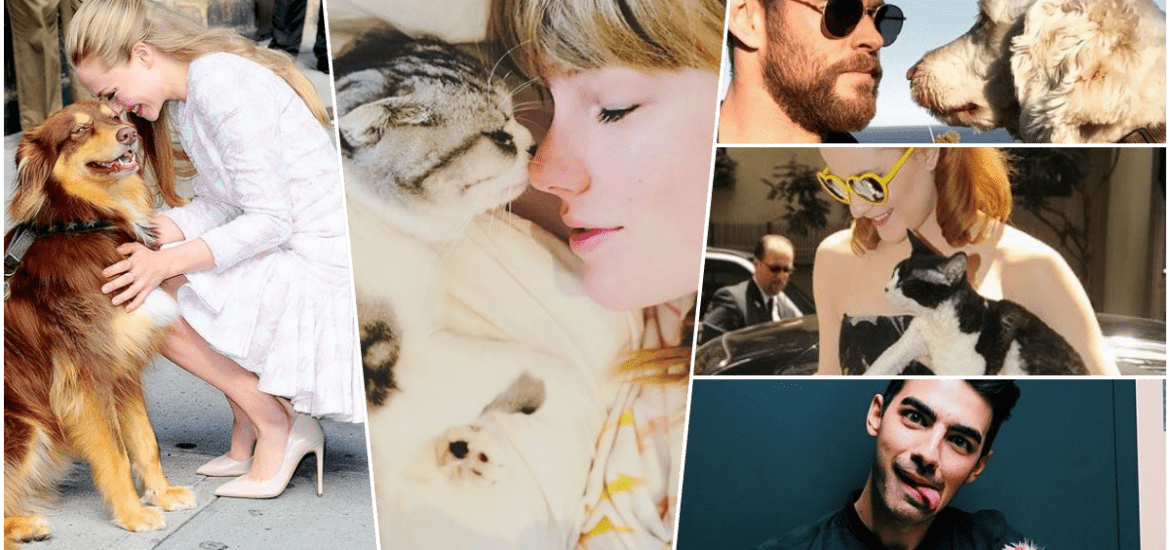 celebrity pets featured collage