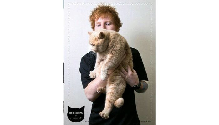 ed sheeran holding cat 