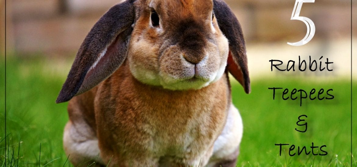 pet teepees and tents featured