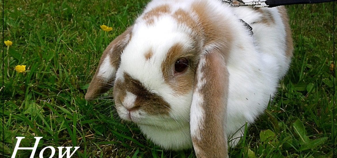 how to train a rabbit for a harness and leash