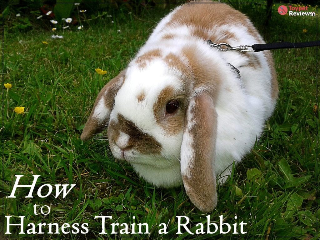 how to train a rabbit for a harness and leash