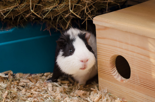 Guinea pig in cage