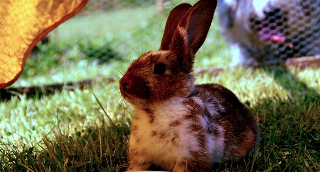 best pet carrier featured