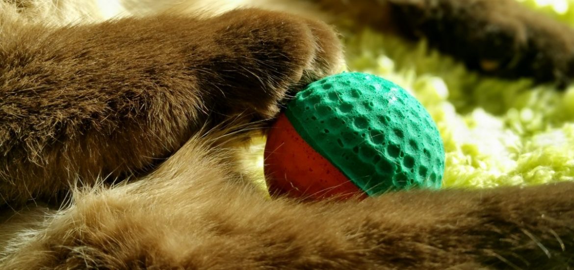 cat puzzles featured images