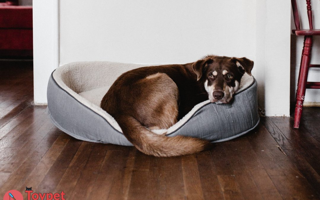 10 Best Dog Beds for Your Doggo